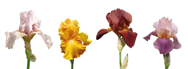 Crédence de cuisine en verre imprimé Iris fleurs d& 39 iris