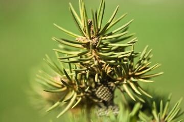 pinetree blooming 3