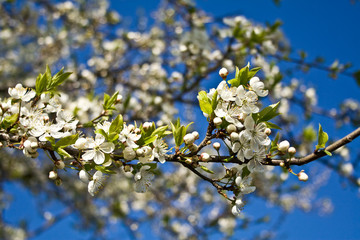Cherry 8