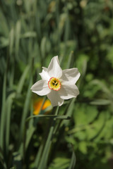 Obraz na płótnie Canvas White flower narciss