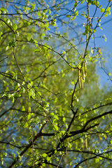 Fototapeta premium white birch 2