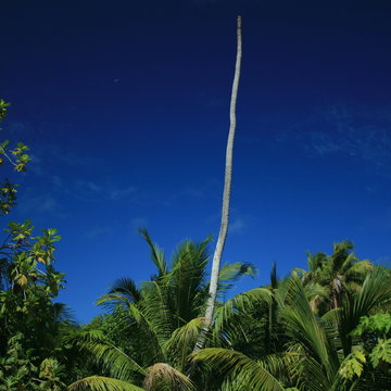 seychelles cocotier et cyclone