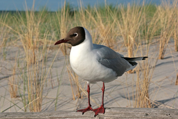 Möwe an der Ostsee