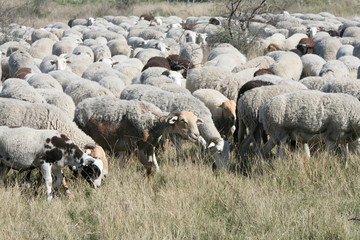 moutons