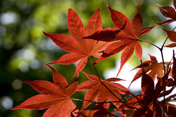 Japanese maple 
