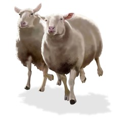 pecore in corsa