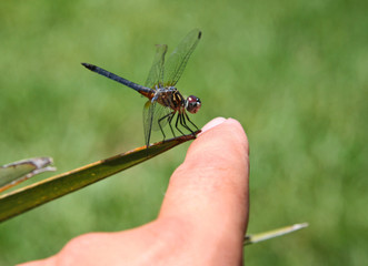 PETTING A DRAGONFLY