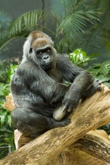 Thoughtful Western Lowland Gorilla