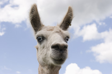 Obraz premium The head of a lama against a summer sky