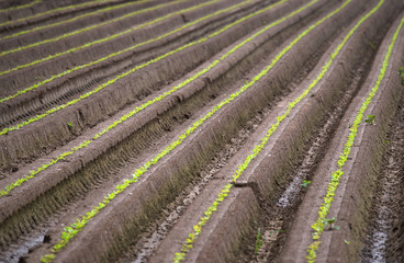 ploughed field in summer
