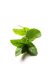 Green fresh mint leaves on white
