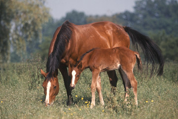 cheval selle francais au pré