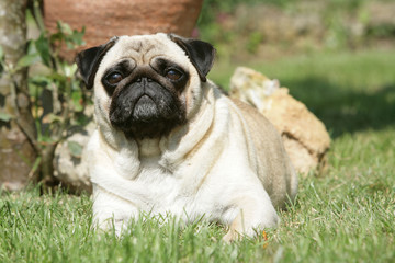 chien Carlin couché