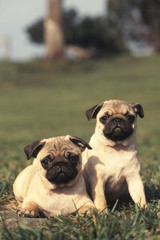 Obraz premium chien Carlin pug