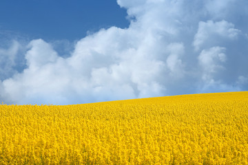 Obraz premium yellow field with oil seed rape in early spring
