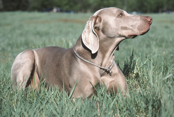 Braque de Weimar couché