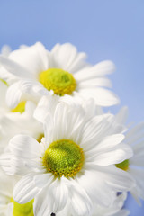 Fototapeta premium White Daisies