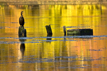  Cormorant and Reflection of Autumn Colors