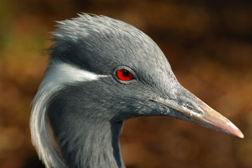 Retrato de Grulla Damisela (Antropoides virgo)