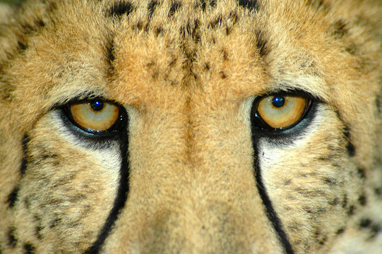 Cheetah Eyes