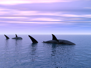 Fototapeta premium Sharks