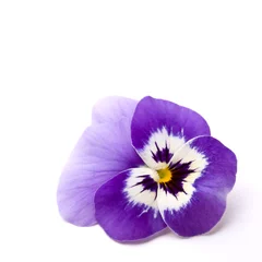 Photo sur Plexiglas Pansies Fleur de pensée bleue ( Viola × wittrockiana )