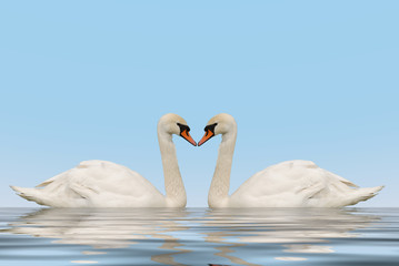 Two swans with reflection