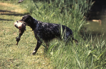 Setter Anglais avec gibier