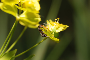 Fototapeta premium Ant on yellow on a flower