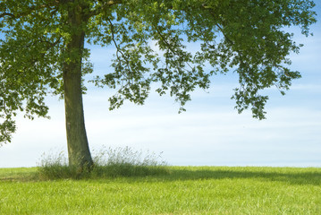 a l'ombre de mon arbre