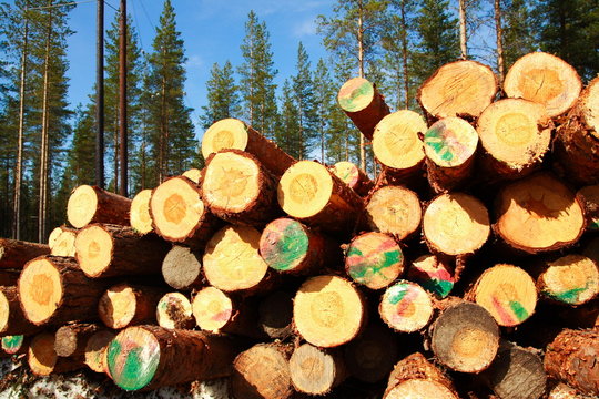 Cut logs at the edge of the forest