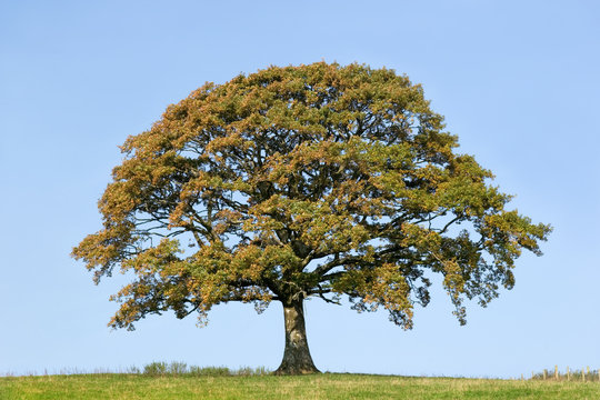  Oak Tree In Early Autumn