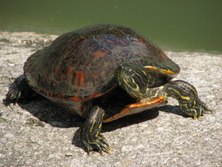 Ville, rose, sauvage et nature