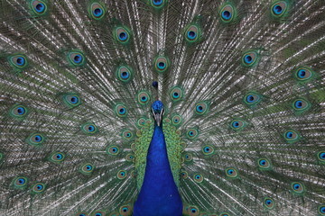 Pfau_1