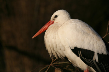 Weißstorch