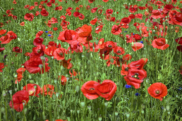 Obraz premium campagne : champ de coquelicots