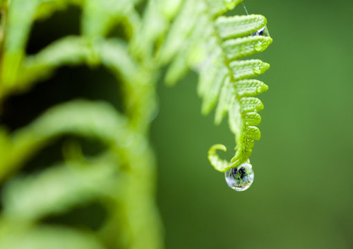 une goutte de ros&eacute;e