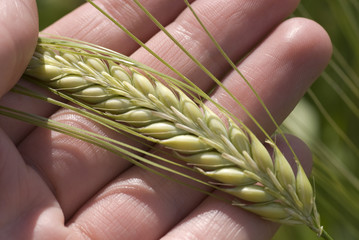 Wheat ear in a hand