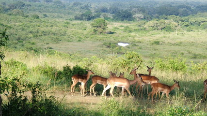 Springbok, Parc Kruger, Afrique du Sud