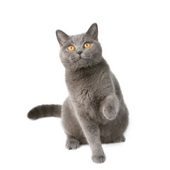 Fototapeta premium playful british cat
