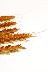 Wheat ears on white