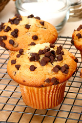 Chocolate Chip Muffins