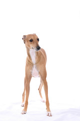 Italian greyhound dog standing against a white background.