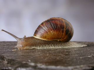 Lumaca Chiocciola