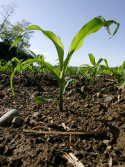 Pianta di granoturco Zea mays