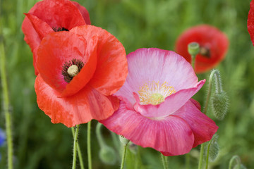 fleur :  couple de coquelicots