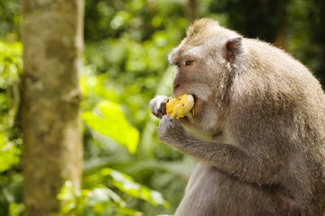 eating monkey