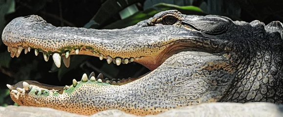 Fotobehang krokodil © Stefan Richter