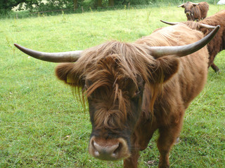 Highlandrinder, Kyloe