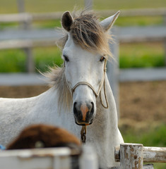 horse